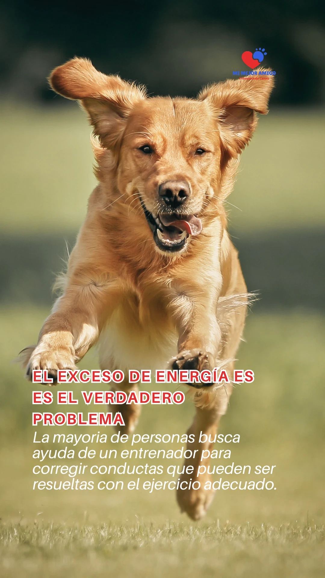 DOG GYM  2