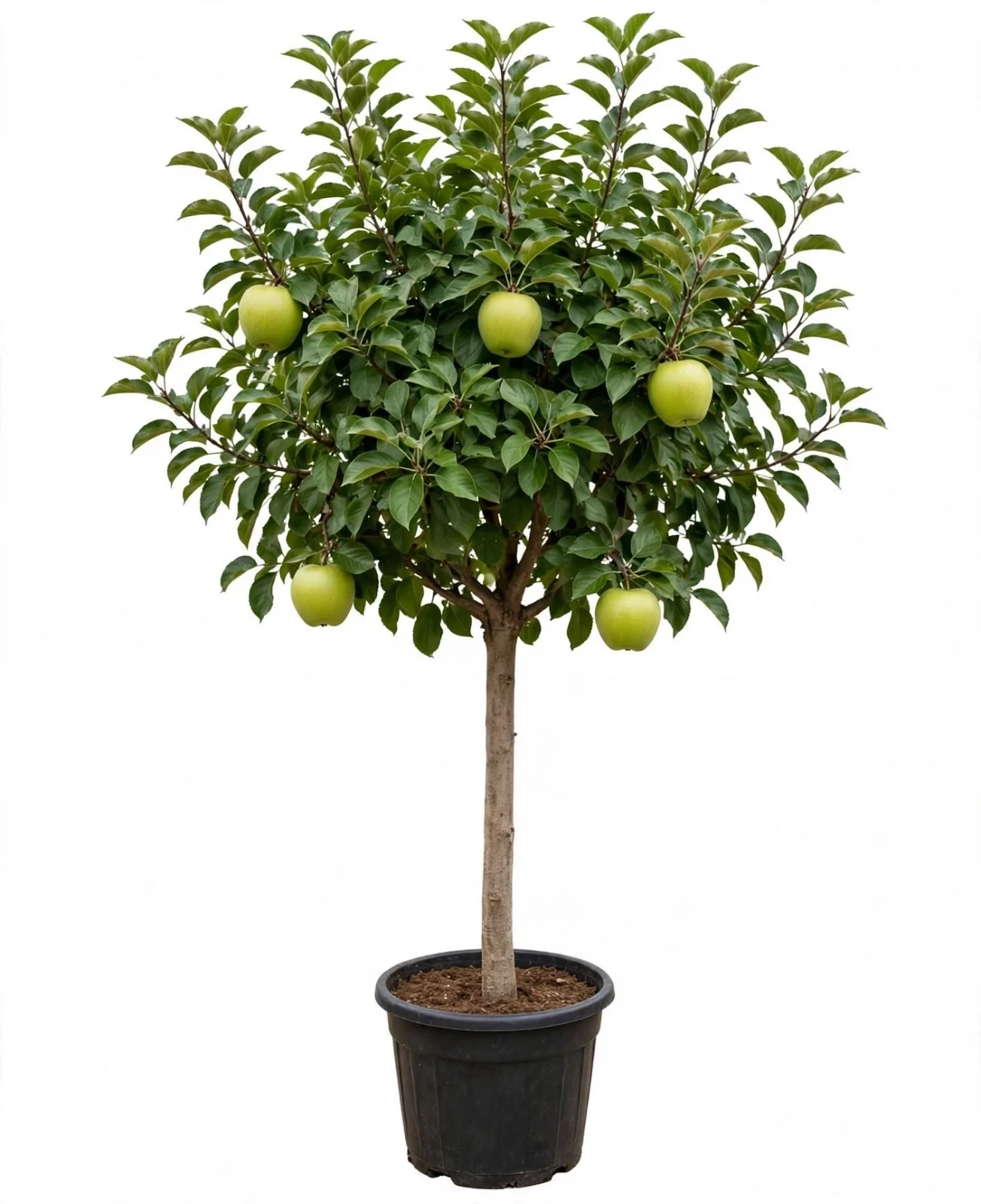 Manzano Verde Arbol Grande