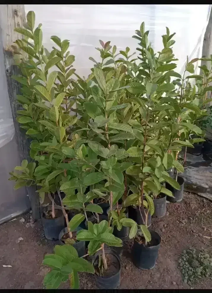 Guayaba dulce  2