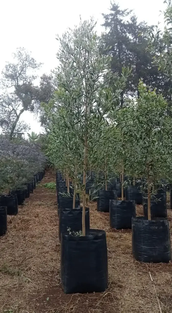 Acasia negra