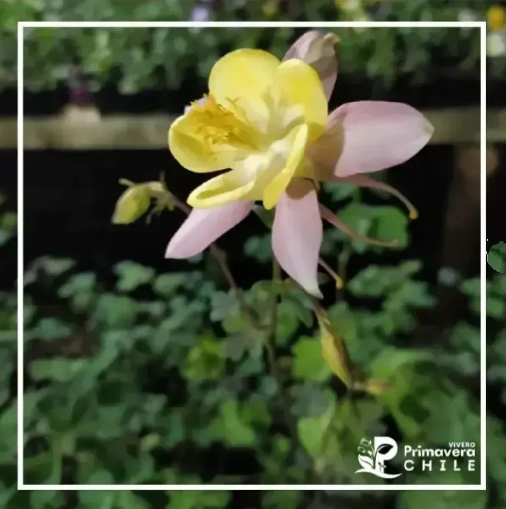 Aquilegia Mackana'S