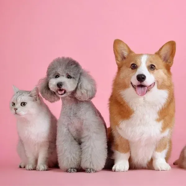 ARTÍCULOS PARA MASCOTA