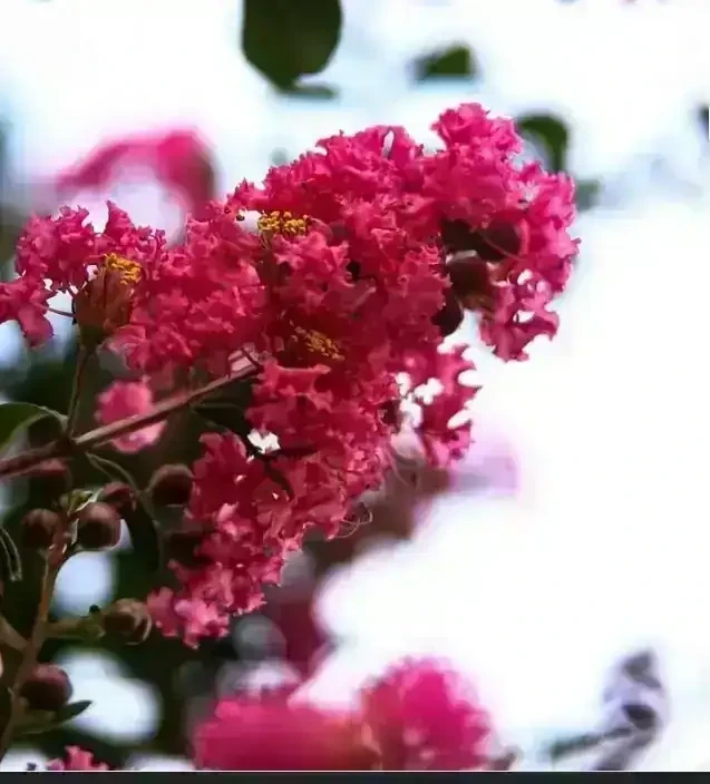 Crespon/Lagerstroemia Fucsia