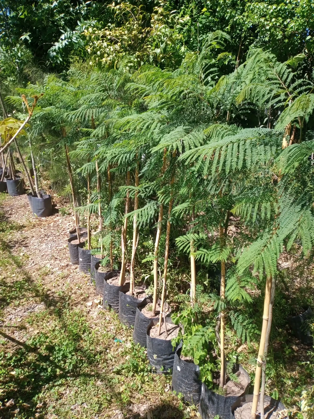 Jacaranda  7