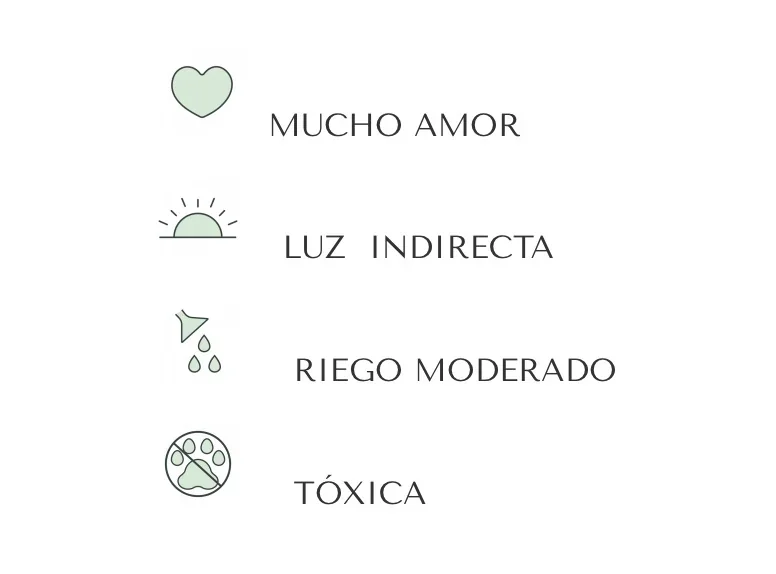 ALOCASIA AMAZÓNICA 3