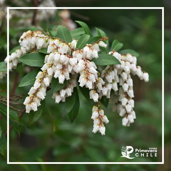 Pieris Japonica