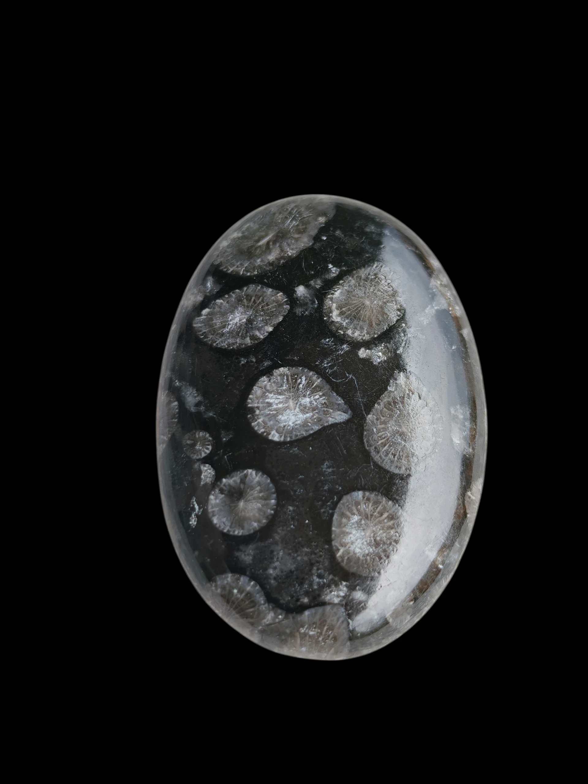 Cabujón de coral fósil negro 2