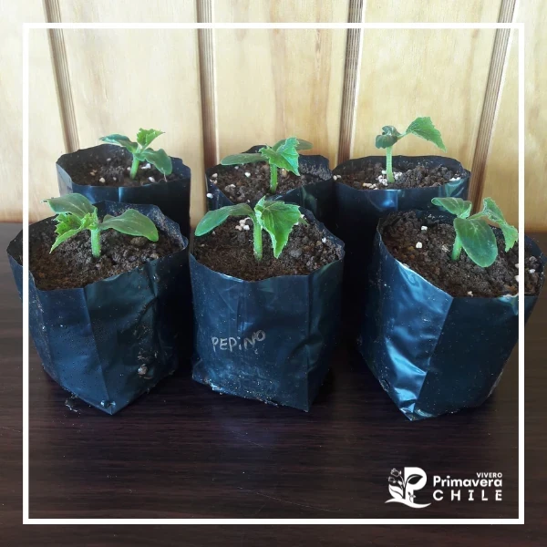 Almacigo Pepino Marketmore 76