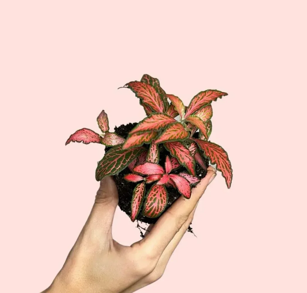 FITTONIA DARK PINK