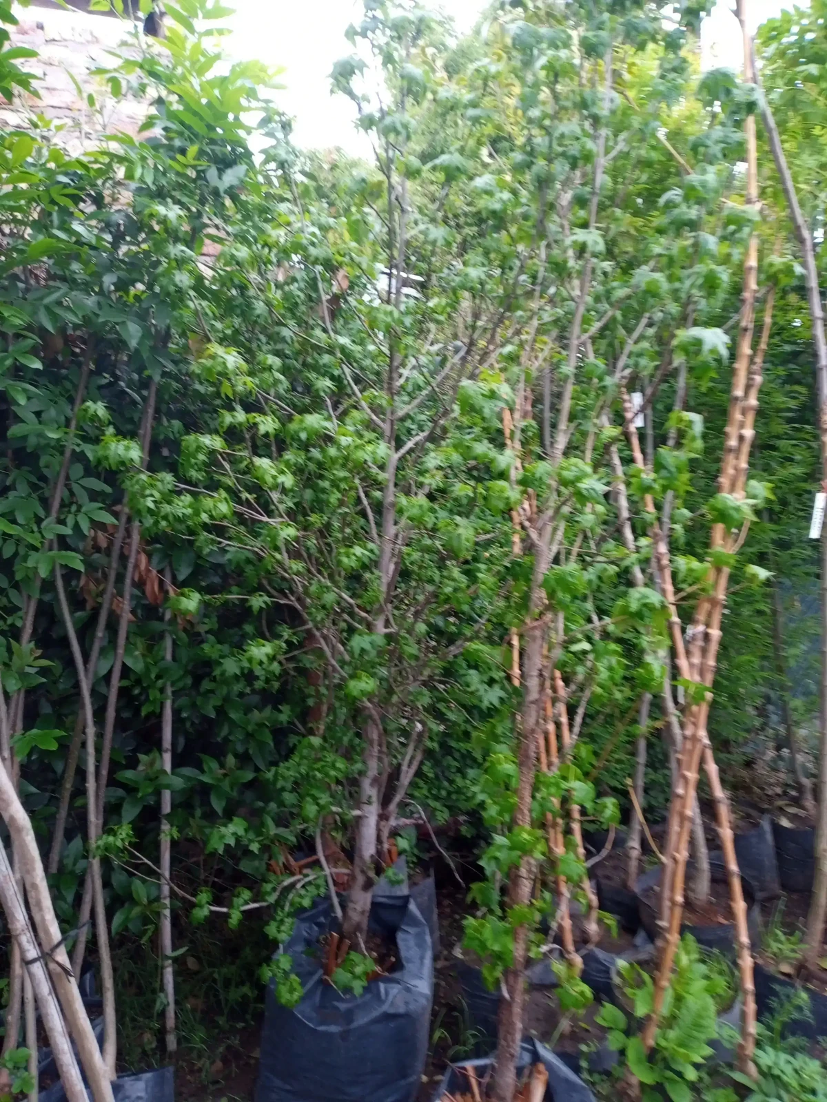 Liquidambar Grande 3