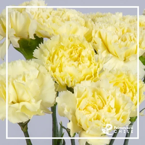 Semillas Clavel Gigante Amarillo