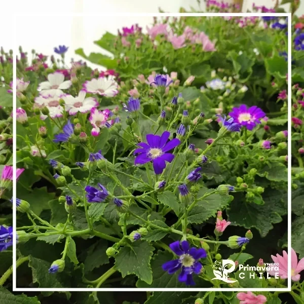 Cineraria Ángel  2