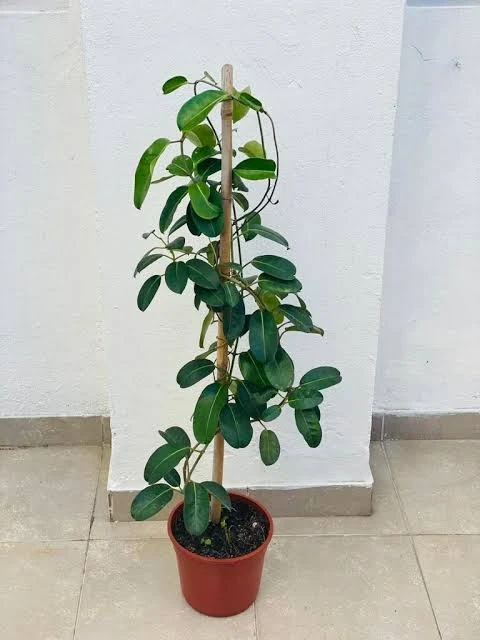 Jazmín de Madagascar 3