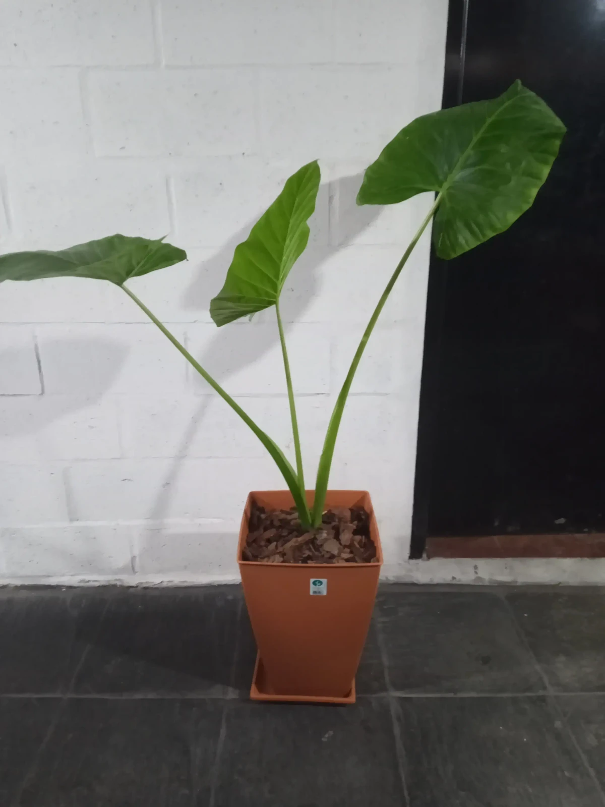 Alocasia c/maceta piramidal  2