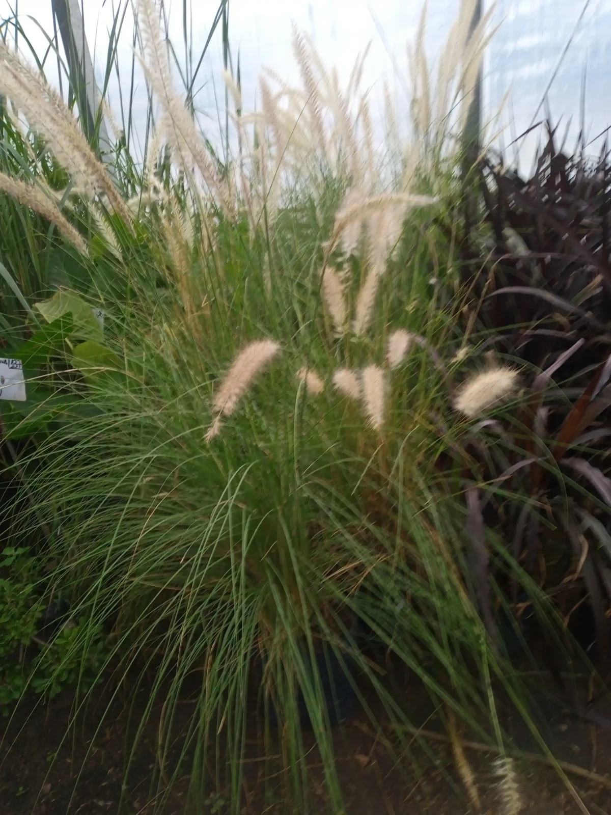 Penicetum rupelli verde 2