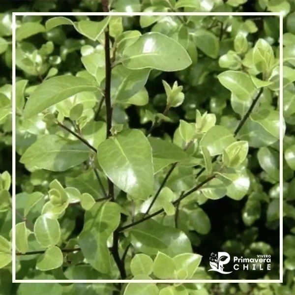 Pittosporum Nigricans