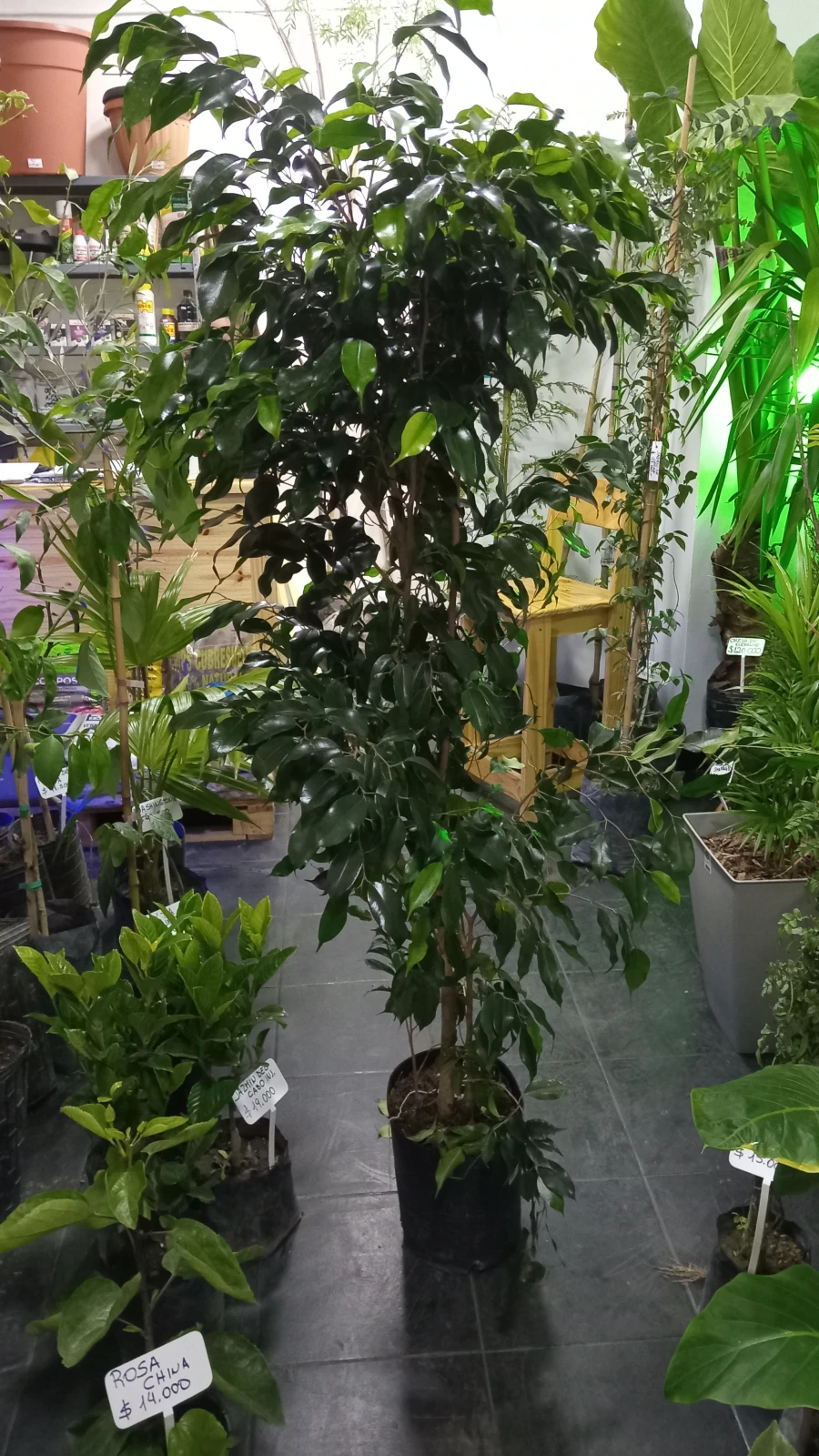 Ficus Arbol Grande