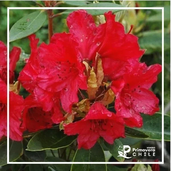 Rododendro Vulcano