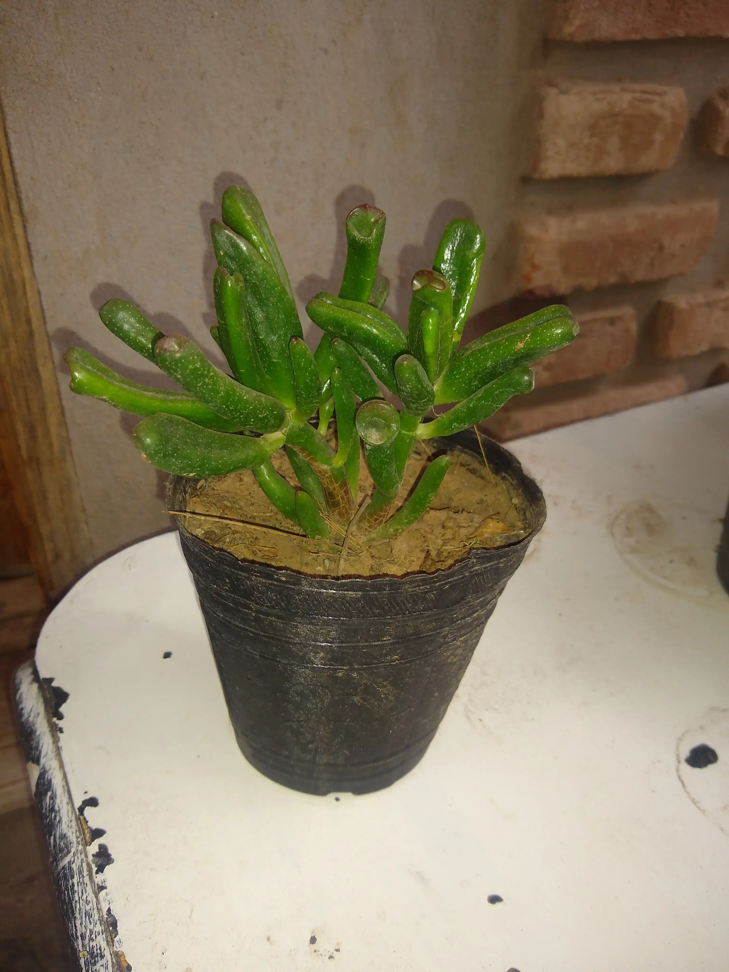 Orejas de shrek, Arbol de Jade. (Crassula ovata)