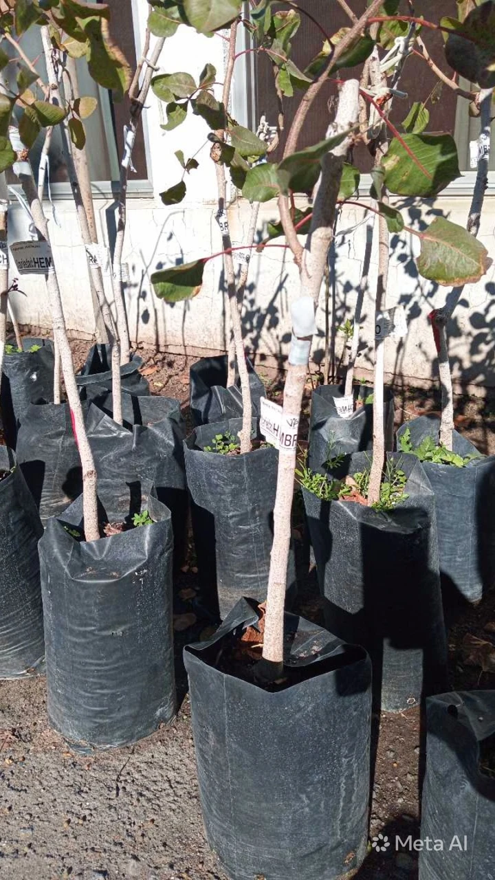 Pistacho 2 plantas 2