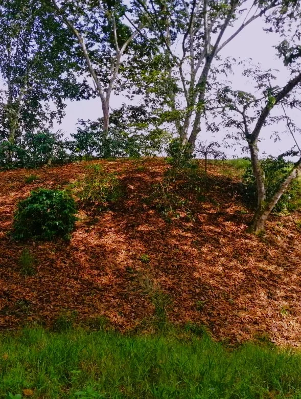 PEREIRA A MARSELLA RISARALDA SENDERO CACIQUE NONA 6
