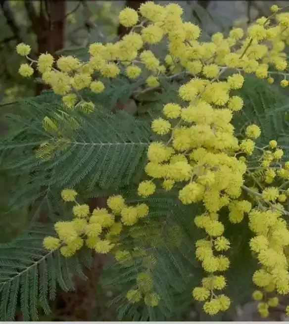 Acacia dealbata/Aromo Francés 