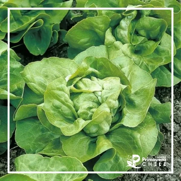 Semillas Lechuga Española