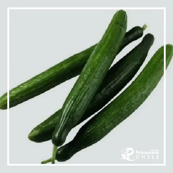 Semillas Pepino Tipo Alaska