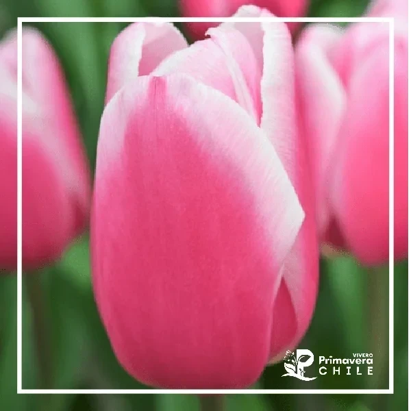 Bulbo Tulipán Color al Azar 3
