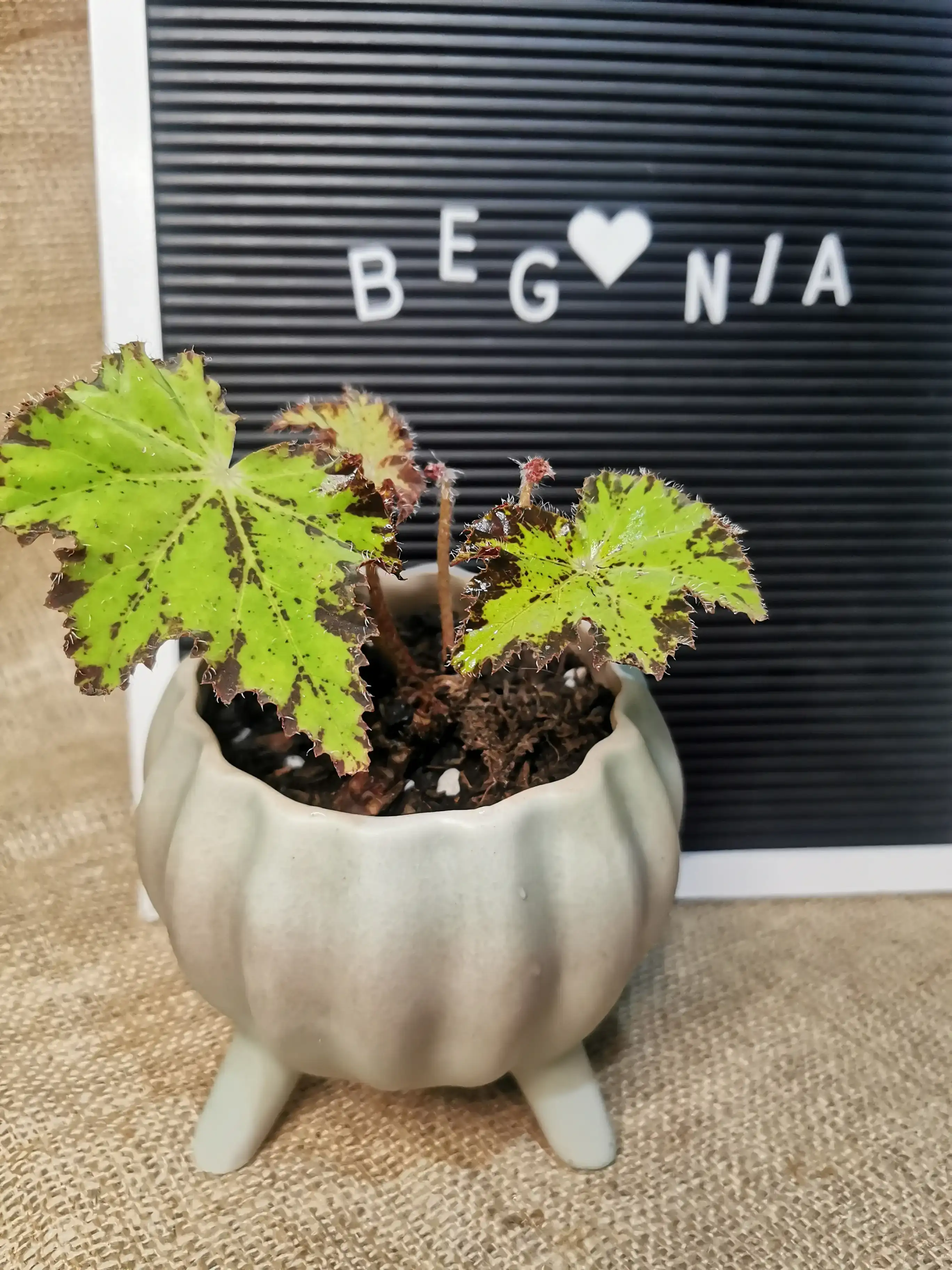 BEGONIA CLEOPATRA CLARA 2