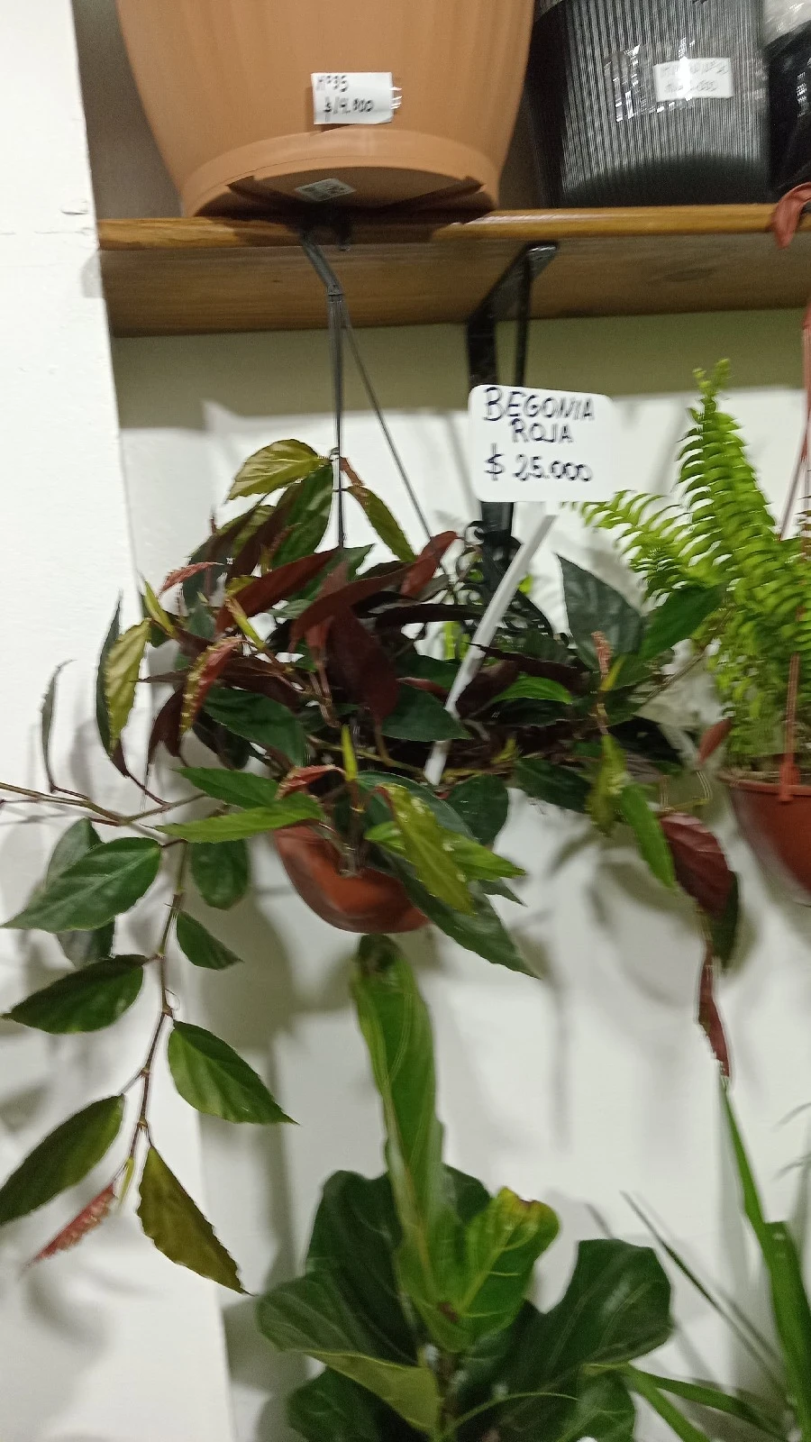 Begonia Roja Colgante  3