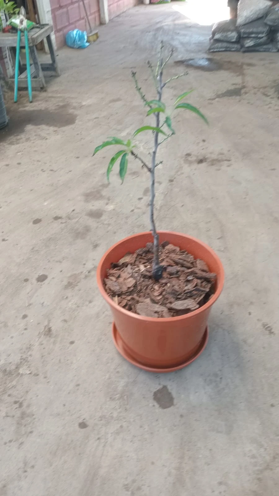 Almendro enano en maceta