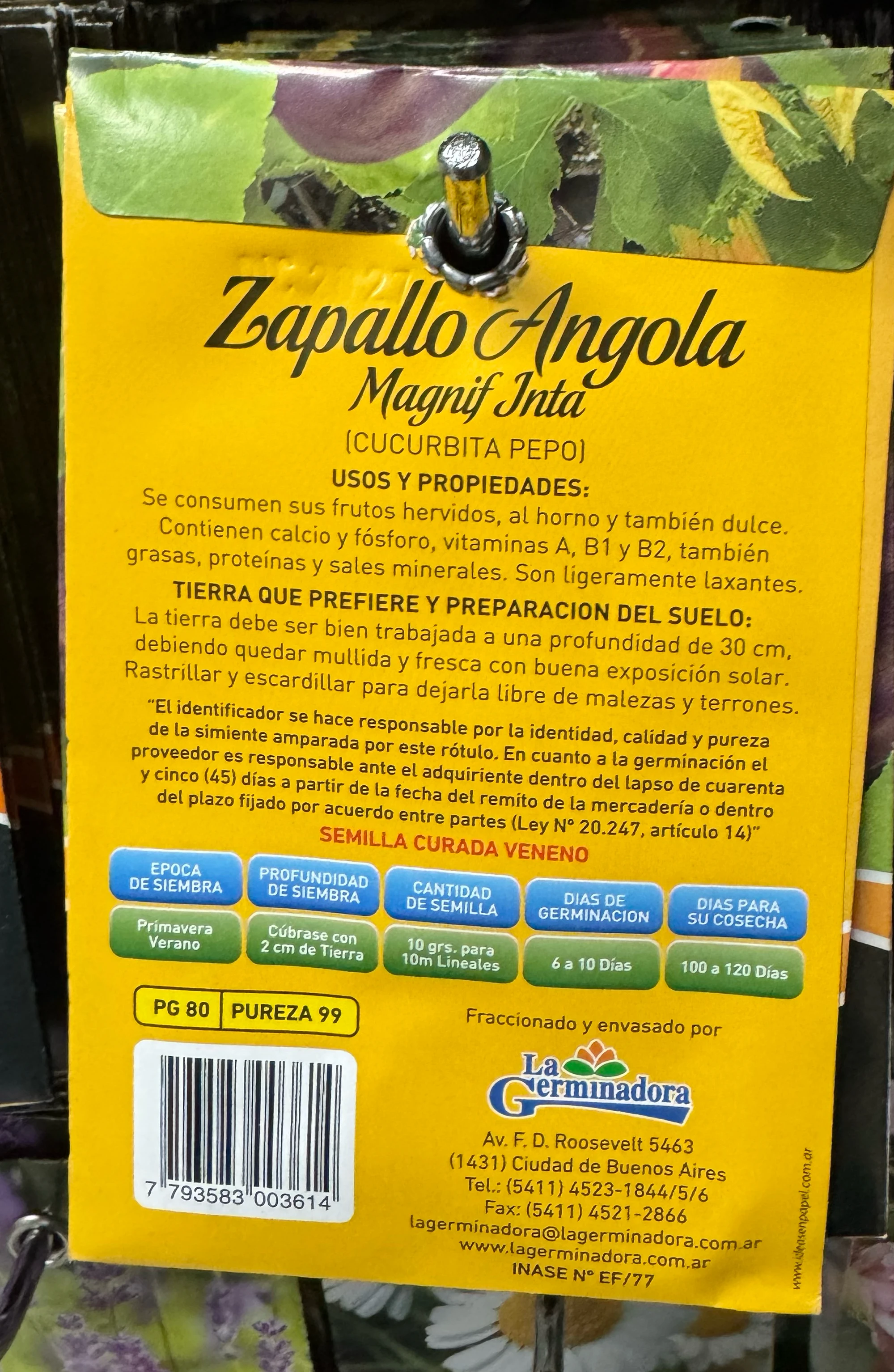 Semillas de zapallo Angola  2