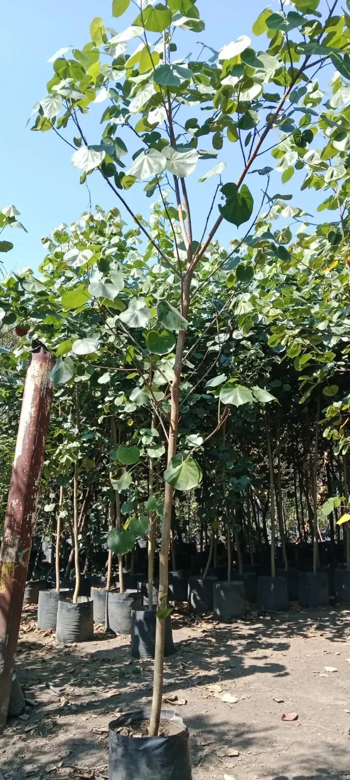 Mahahua de 2"