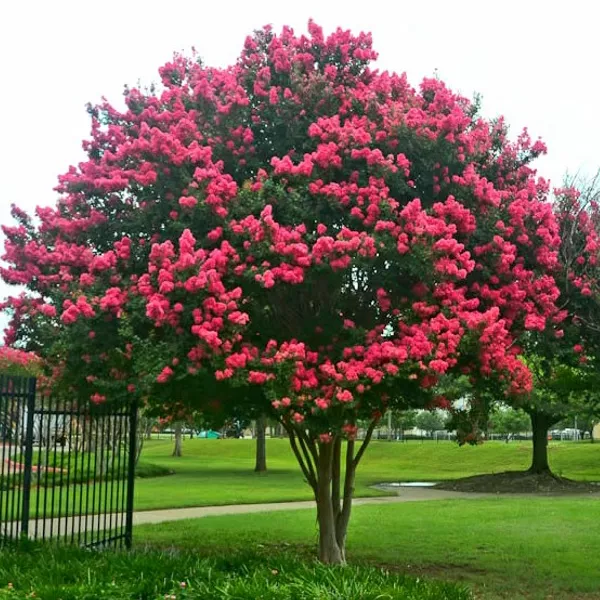 Árboles