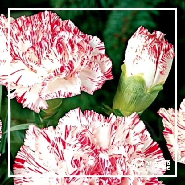 Semillas Clavel Gigante Blanco Estriado de Rojo