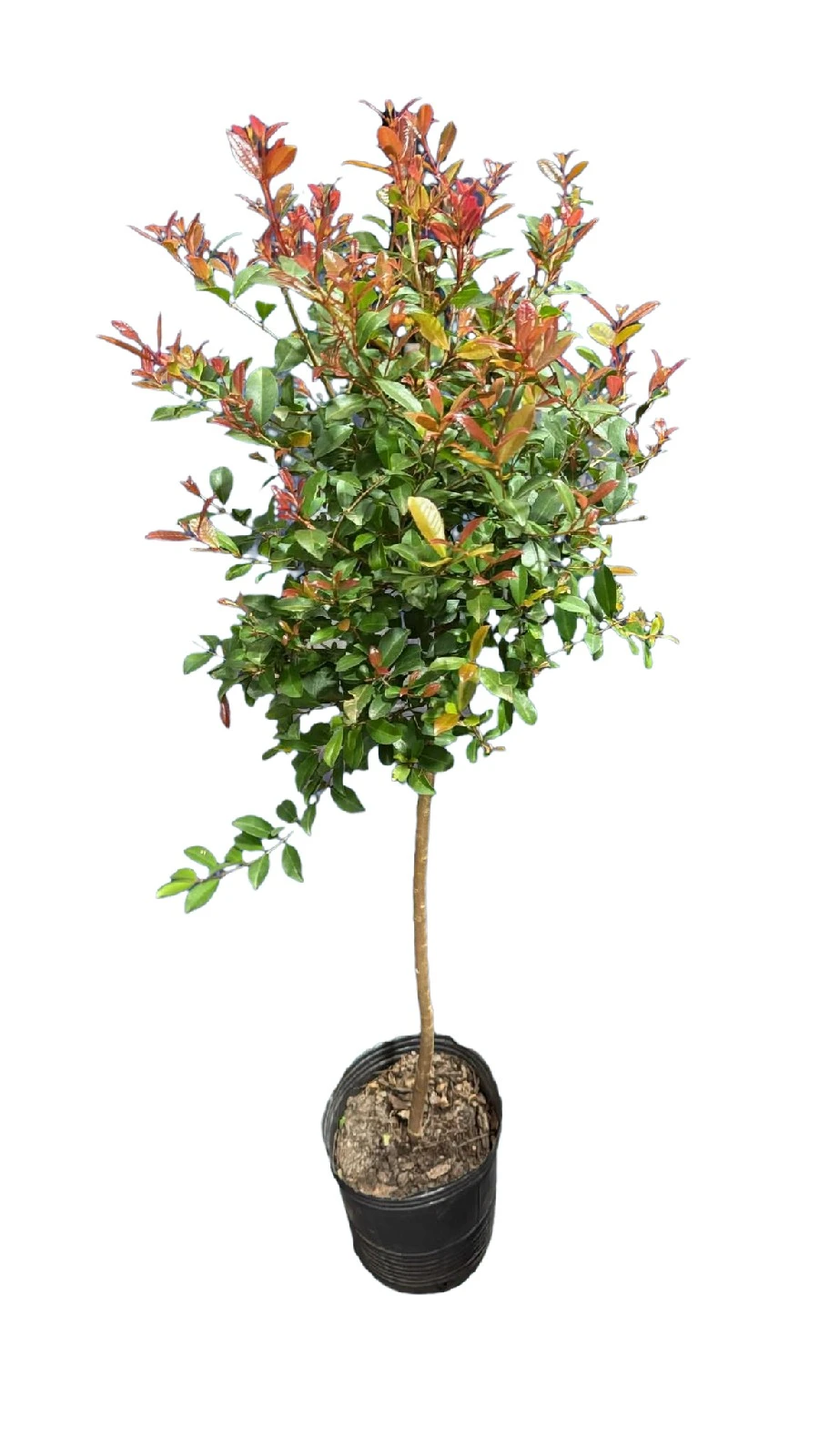 Eugenia Topiaria 120cm