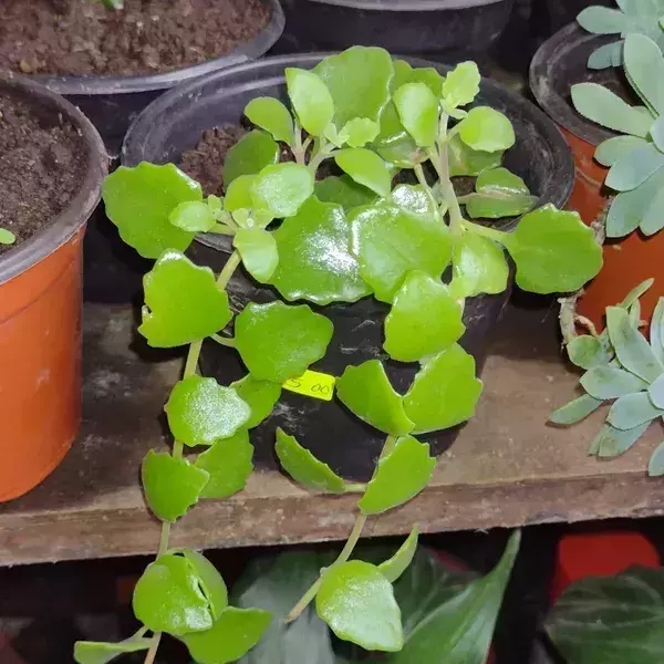 Suculenta de socotra 