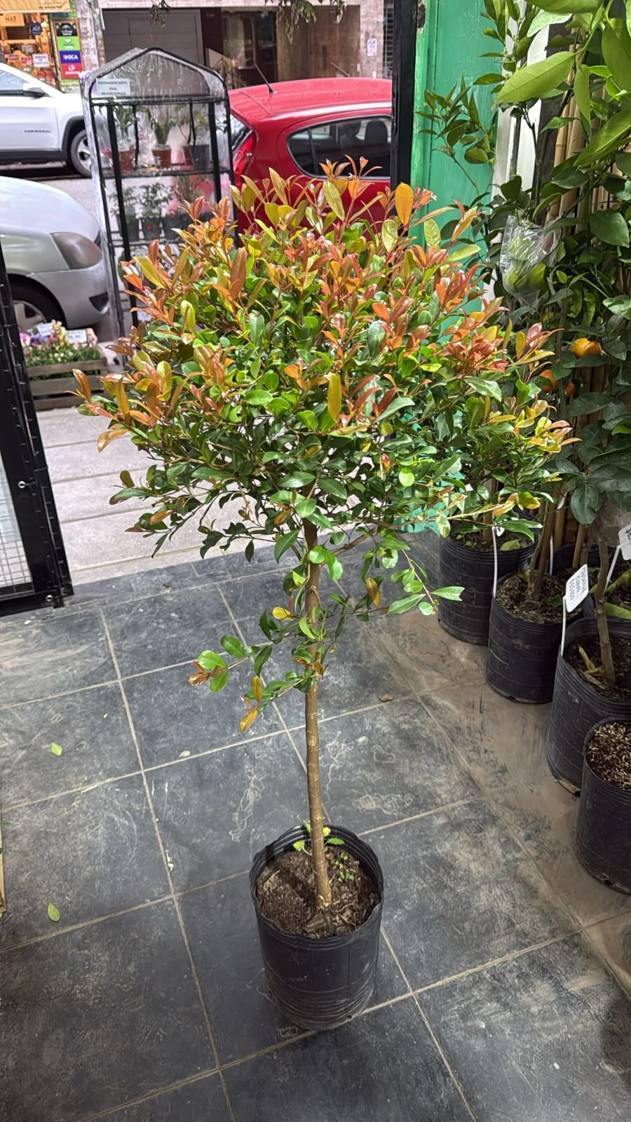 Eugenia Topiaria 120cm 2