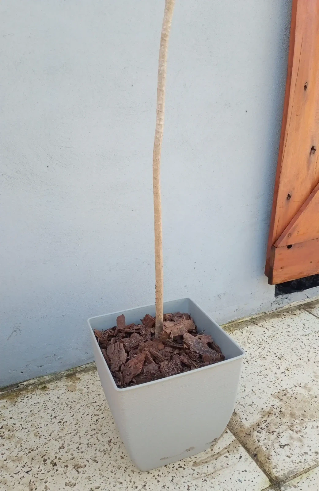 Dracena Marginata Verde  4