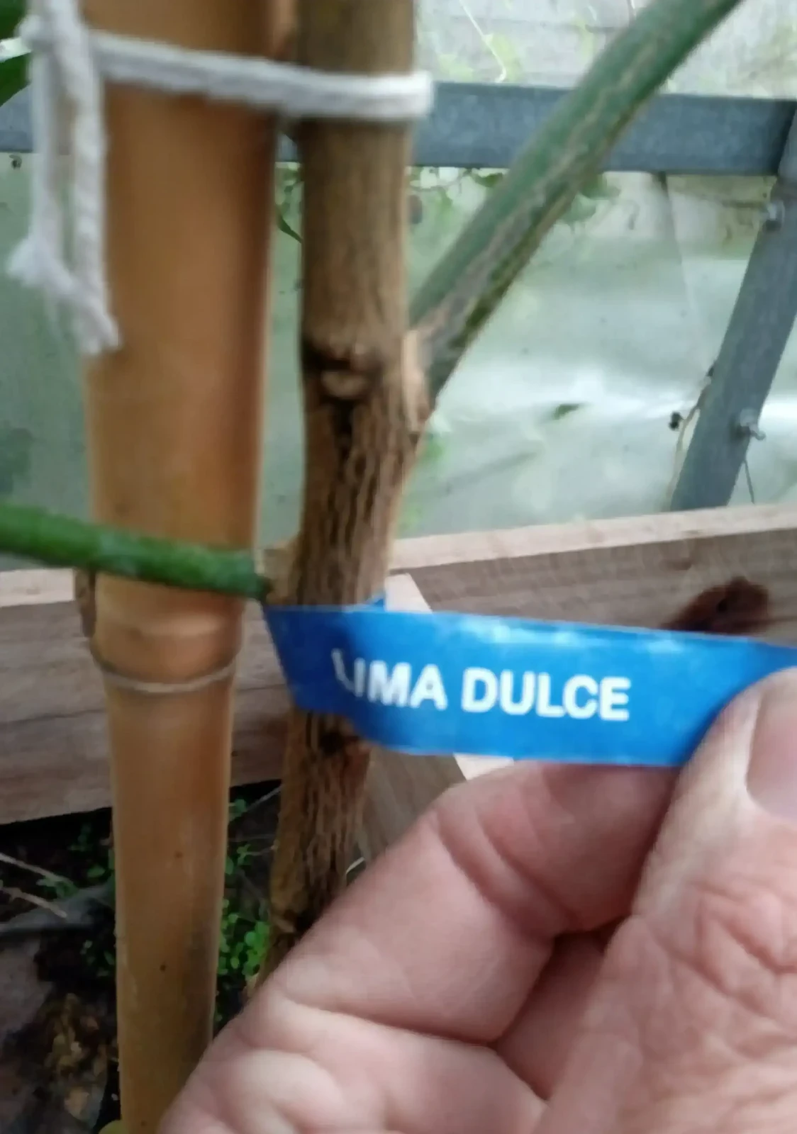Lima Dulce  3