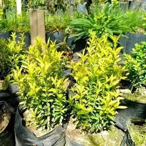 Evónimo enano amarillo