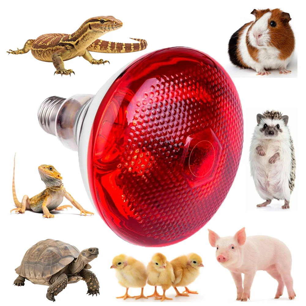 Foco Infrarojo 25w para Reptiles Exoticos Nd-21 2