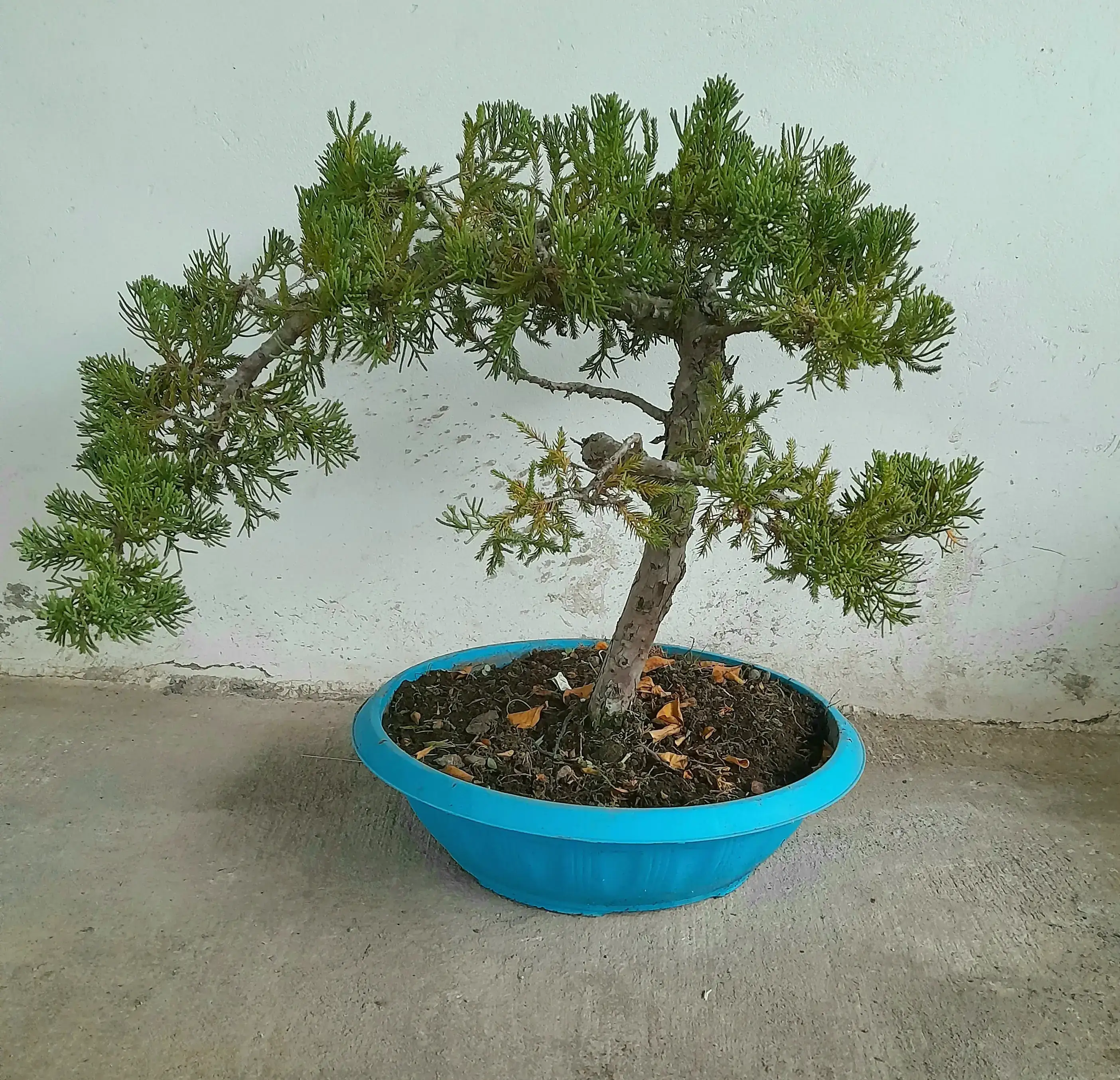 Bonsai junipero Curvo 