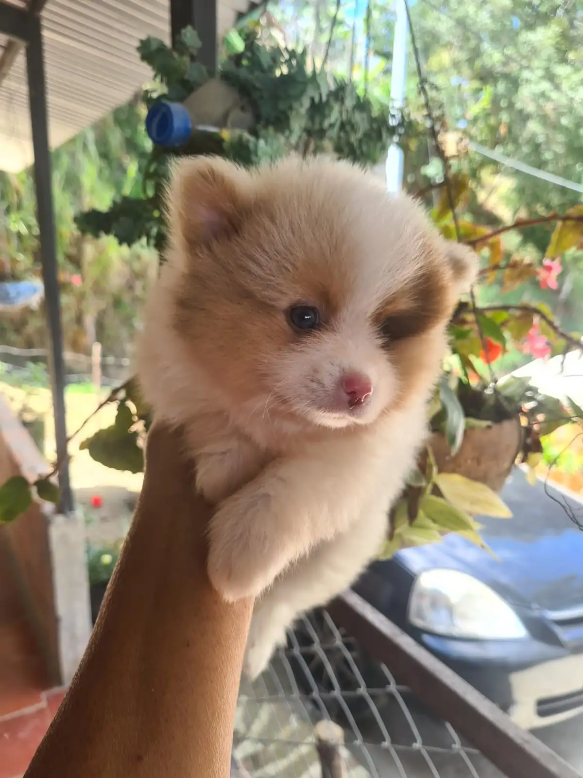 Pomerania macho 💙