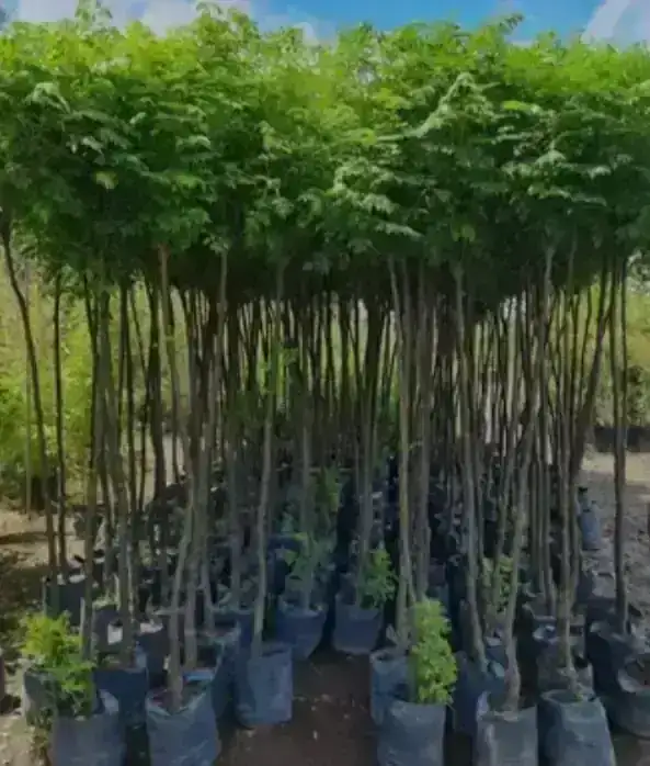 Paraíso Sombrilla 4