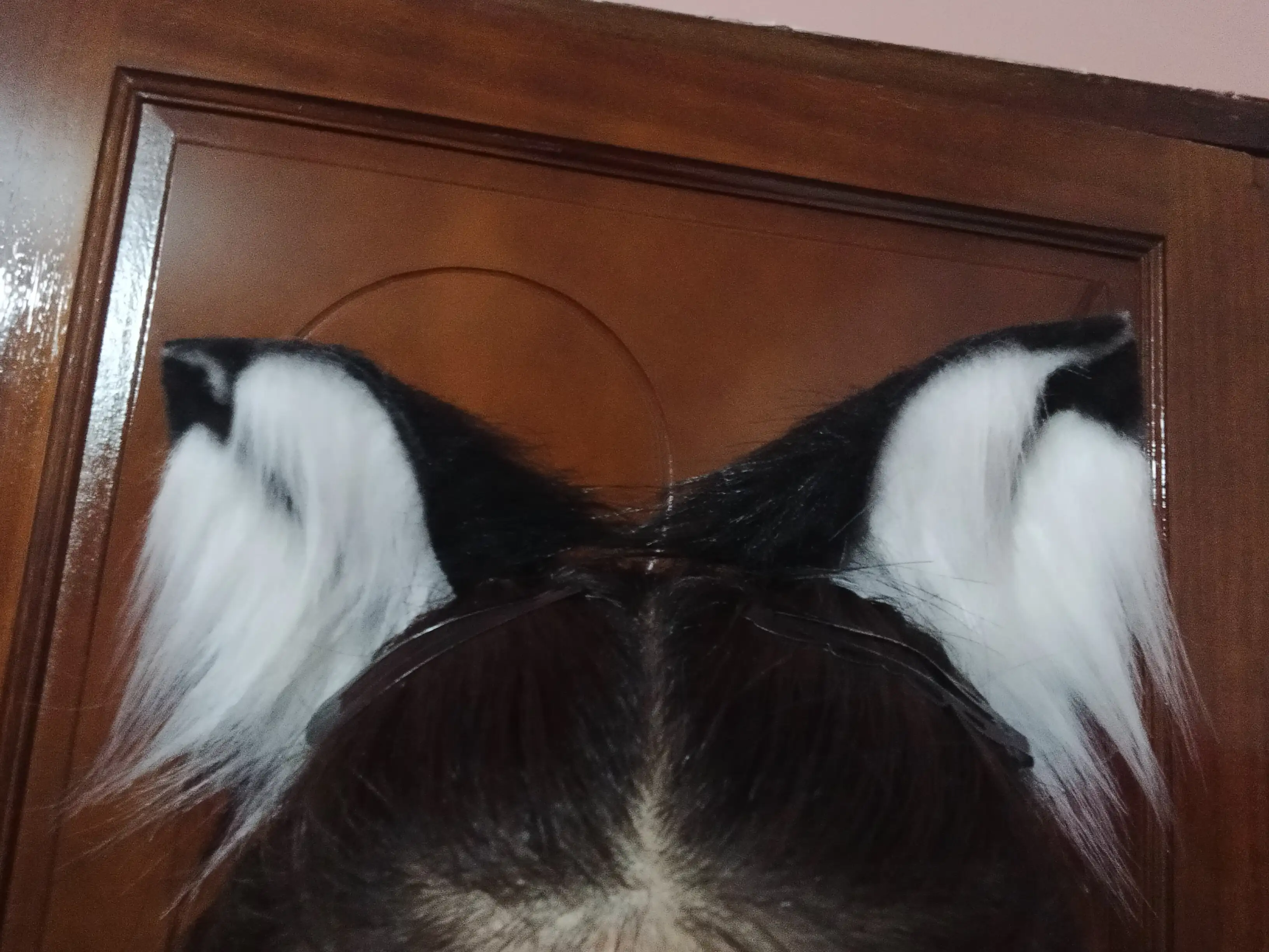 Orejas negro y blanco