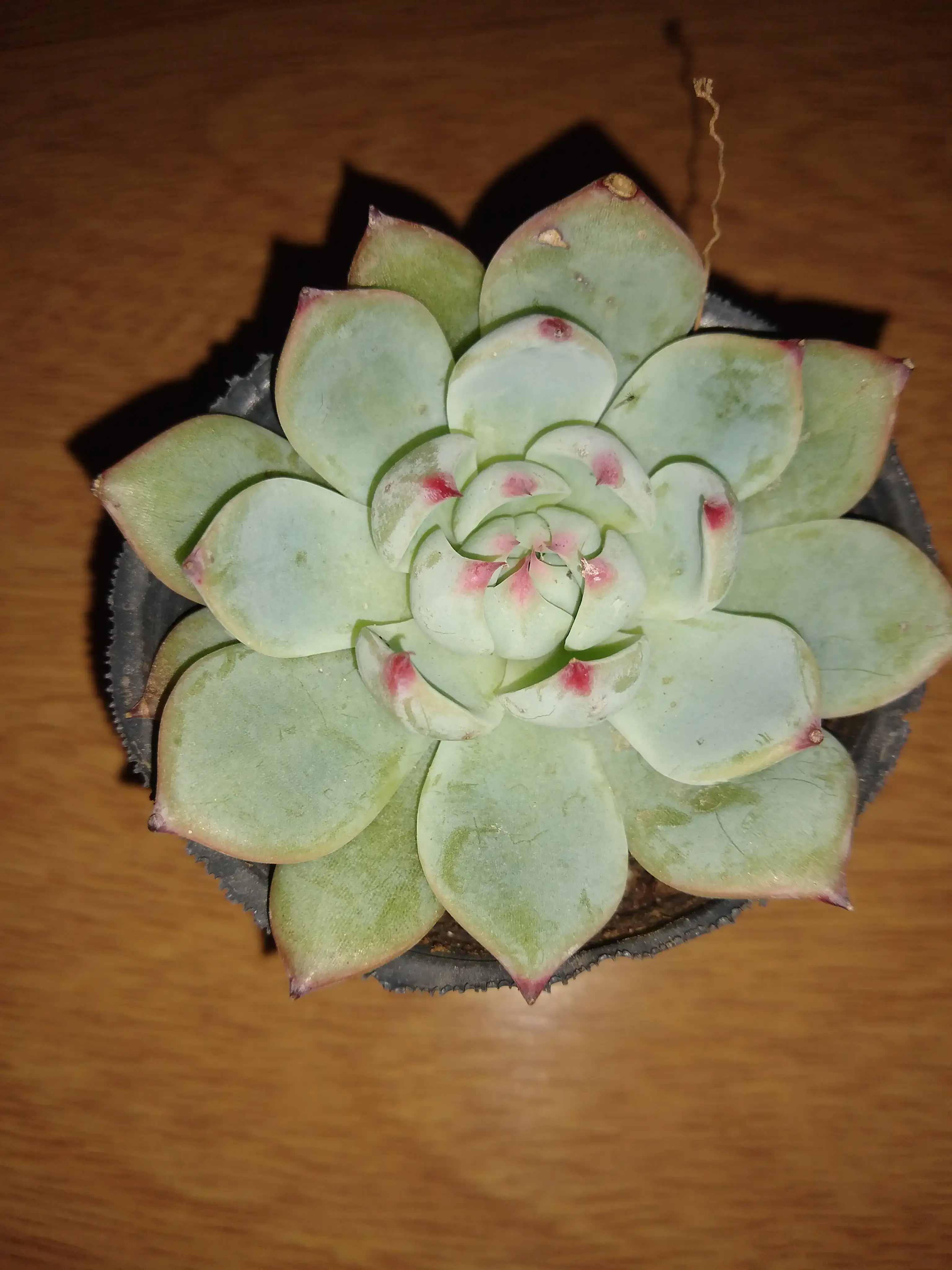 Echeverria Colorata.