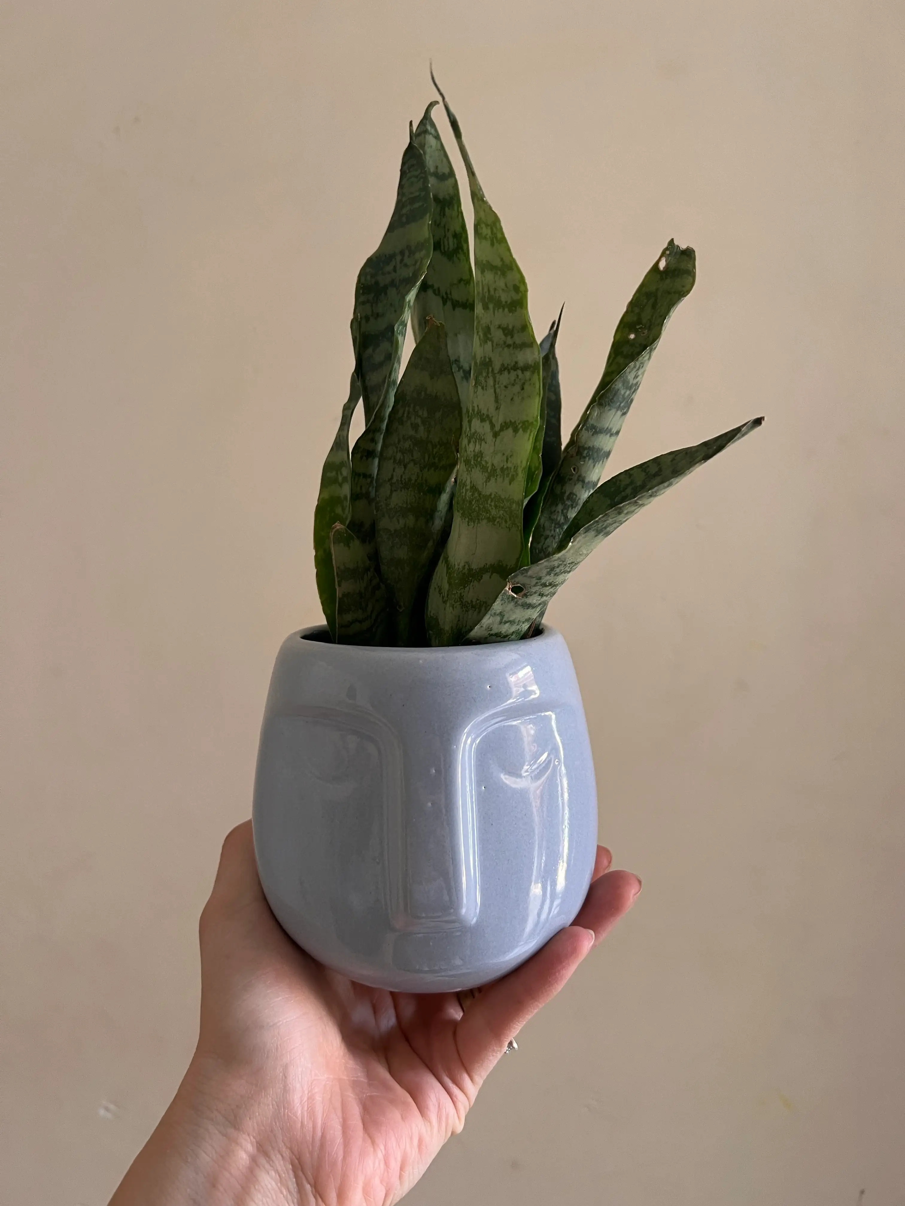 Mini espadas en puchol gris