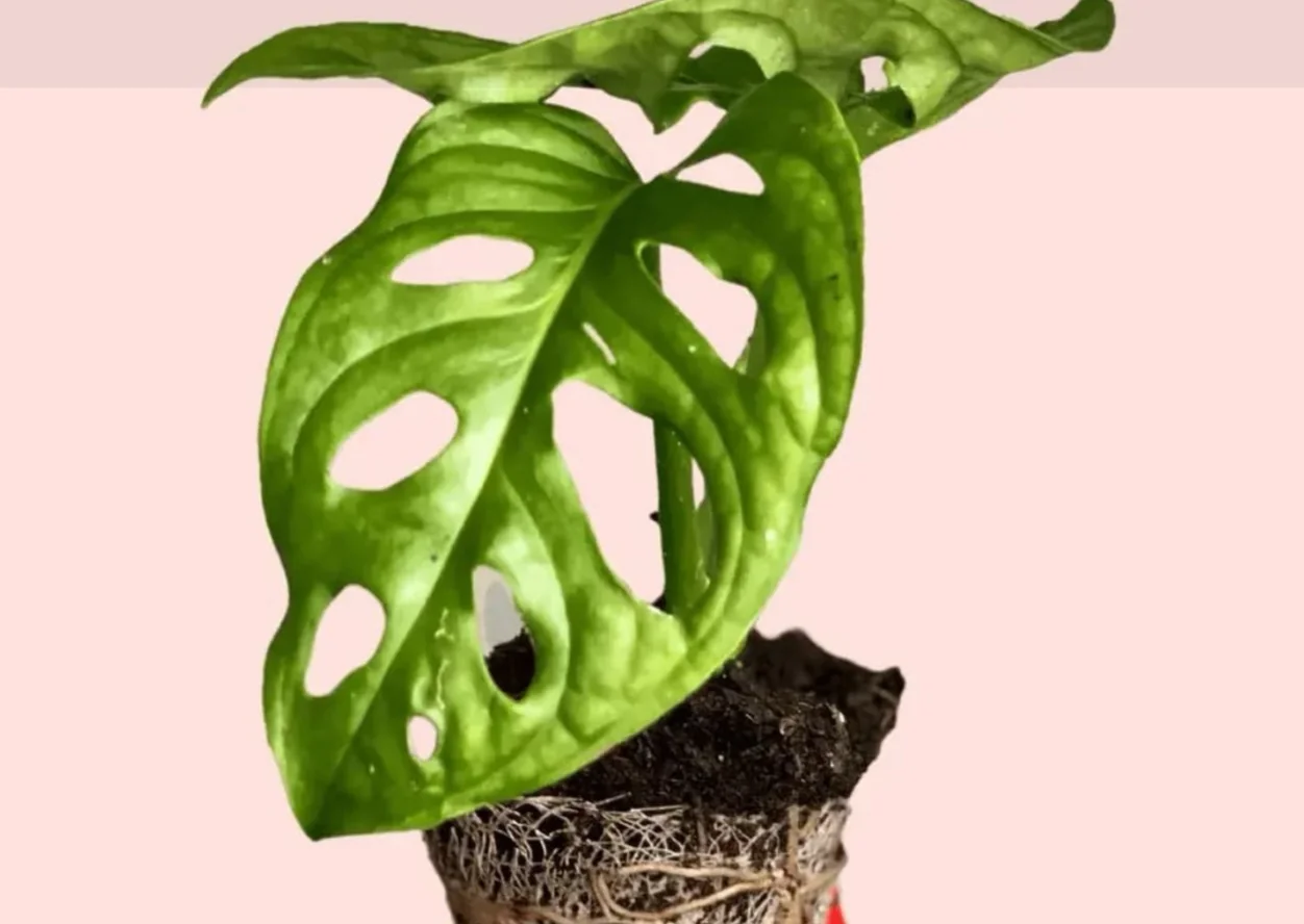 MONSTERA ADASONII 2